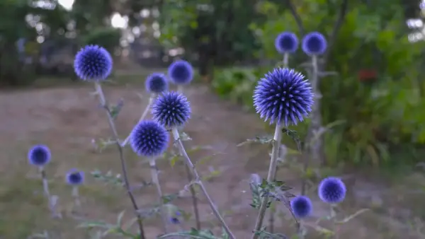 Flera blå blommor, perenner, med taggiga kronblad växer i en trädgård.