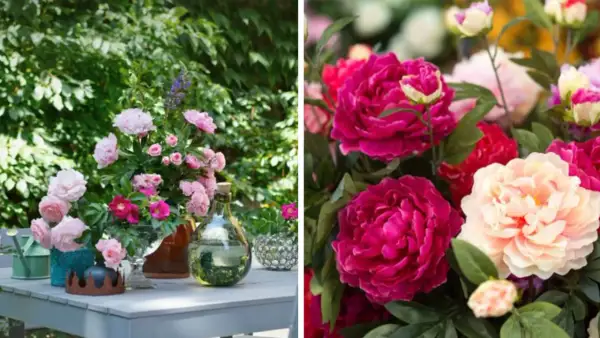 En bukett med rosa pioner och andra blommor på ett bord utomhus. Till höger syns en närbild på fylliga pioner i cerise och ljusrosa.