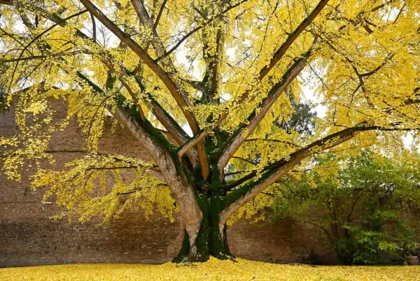 En ståtlig ginkgo biloba i full höstprakt, med gyllene blad som täcker marken.