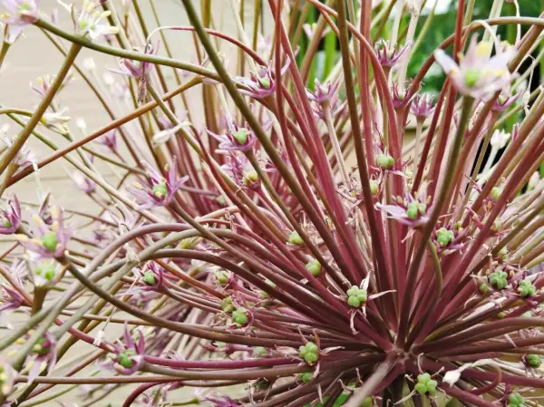 En närbild av en allium blomma med lila stjälkar och små gröna frökapslar.