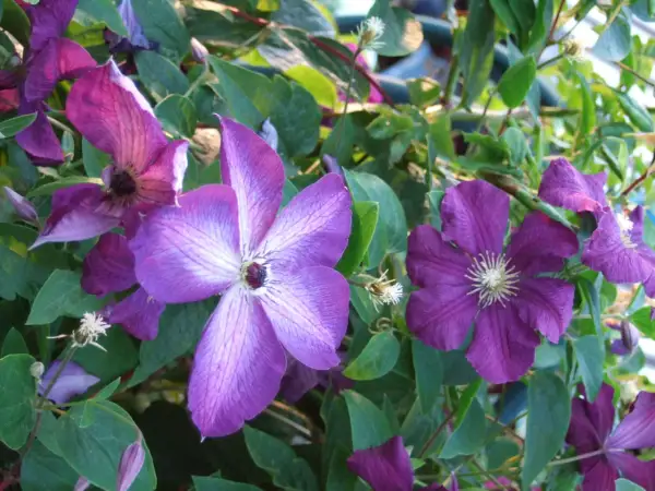 Lila klematisblommor med sina karaktäristiska kronblad och gröna bladverk. En vacker syn att klippa och beundra.