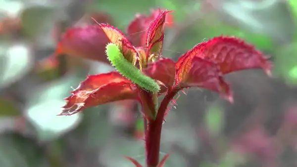 En grön larv klättrar på en nyutslagen rosbuske med röda blad. Larver på rosor kan vara ett problem för trädgårdsmästare.