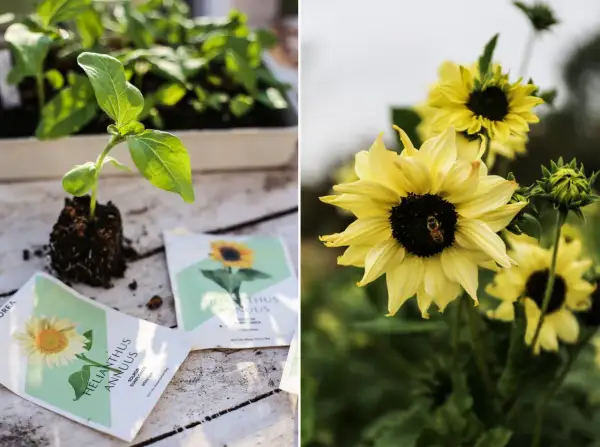 Förberedelser för att plantera ut solrosor. En liten planta med rötter och fröpåsar ligger på ett träbord. I bakgrunden blommar gula solrosor med en bi på en av dem.