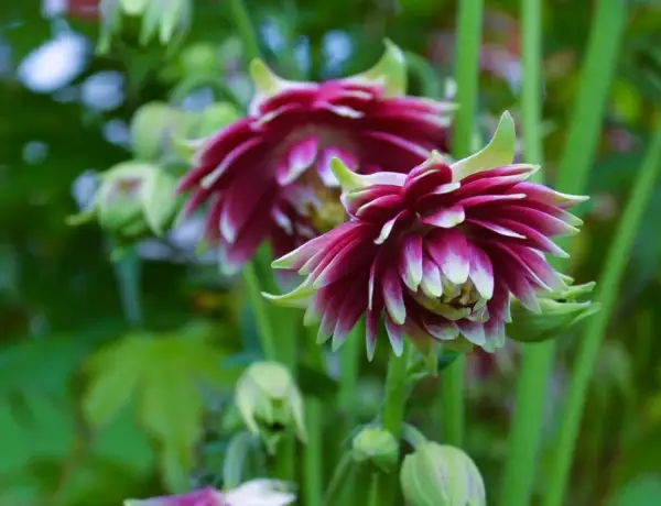 Två vackra akleja blommor i mörklila och vitt, med gröna stjälkar och blad i bakgrunden.