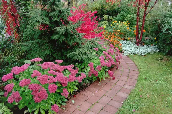 En vacker trädgård med en slingrande tegelstensgång kantad av rosa blommor. En gran står stolt bredvid, och i bakgrunden syns buskar med röda och orange löv. Benved på stam ger en fin kontrast.