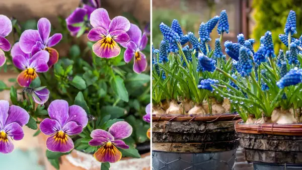 Vårblommor ute: lila penséer med gula detaljer och blåa druvhyacinter med vattendroppar.