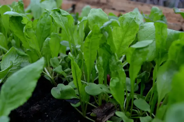 Små, gröna ruccolaplantor som växer tätt i mörk jord. Snart redo att skördas för en god sallad.