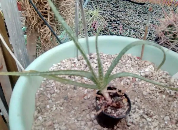 En liten aloe vera växt i en ljusgrön kruka med grusig jord. Bakom syns fler växter och krukor.