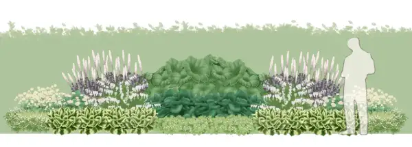 En illustration av en trädgårdsbädd med olika låga perenner, inklusive hosta, astilbe och hjärtansblomma, med en silhuett av en person till höger.
