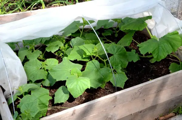Små squashplantor växer frodigt i en pallkrage under fiberduk.