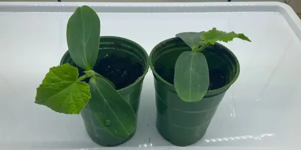 Två små gurkplantor i gröna krukor. Dags att plantera om gurka djupare för bättre rotutveckling.