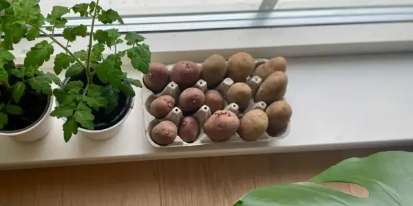 Små potatisar med groddar i en äggkartong, redo att planteras. En tomatplanta växer bredvid. Snabb potatis för odling.