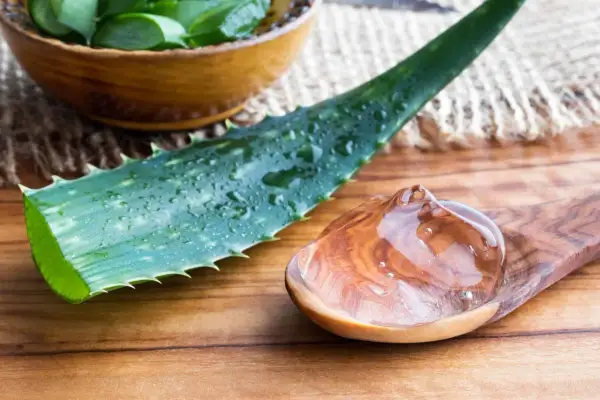 Aloe vera-gel på en träsked bredvid ett blad. Vissa delar av aloe vera är giftiga, så var försiktig.