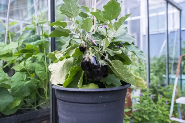 En planta med mörka auberginer växer i en svart kruka. Det är en fin illustration av hur man kan odla aubergine i kruka.