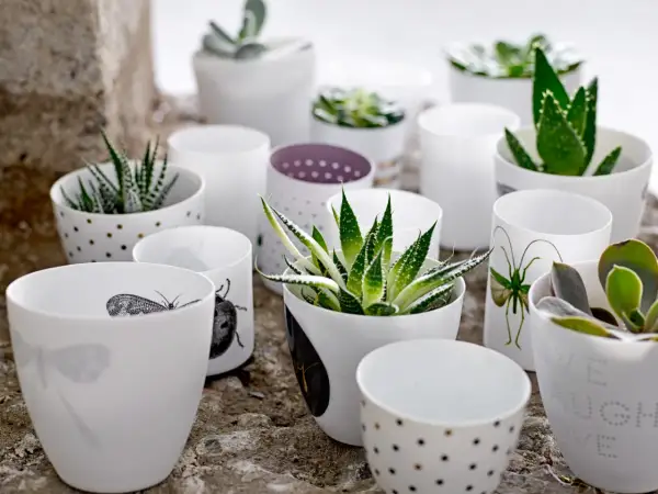 En samling vita krukor med olika mönster, inklusive prickar och insekter, som rymmer olika aloe vera sorter och suckulenter.