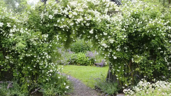 En blomstrande klematis spaljé bildar en grönskande portal till en lummig trädgård med gräsmatta och lila blommor.