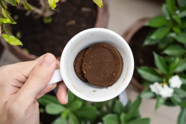 En hand håller en vit mugg med två kompakta puckar av kaffesump. Kanske för att ge näring åt hallonbusken i bakgrunden.