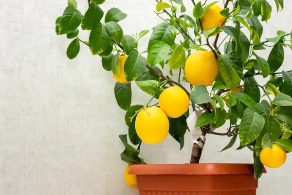 Citroner hänger mogna på en gren. Undrar du hur lång tid det tar att odla citron?