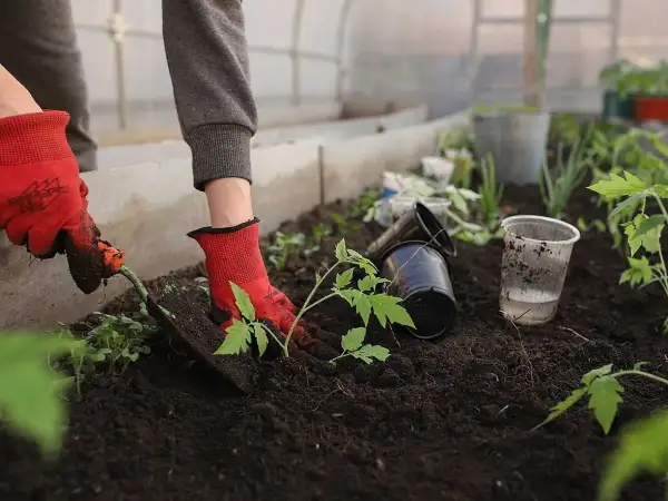 Hand i röd handske planterar tomatplanta i mörk såjord eller planteringsjord i växthus.