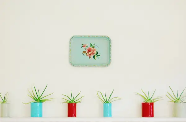 Flera aloe vera-plantor i färgglada burkar på en hylla. Ovanför hänger en ljusblå bricka med en blomdekor.
