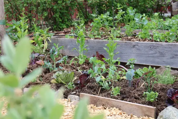 En samplantering tabell med sallat, kål och örter i en upphöjd bädd.
