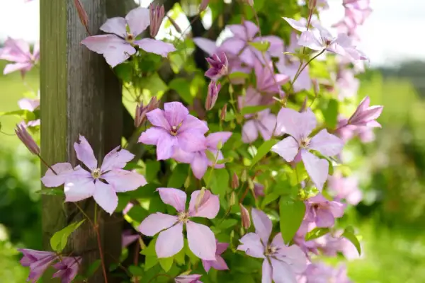 A cluster of light pink clematis flowers with green leaves climbing a wooden post.