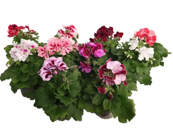 En samling vackra engelska pelargoner i olika färger, från djuprött till rosa och vitt, med gröna blad.