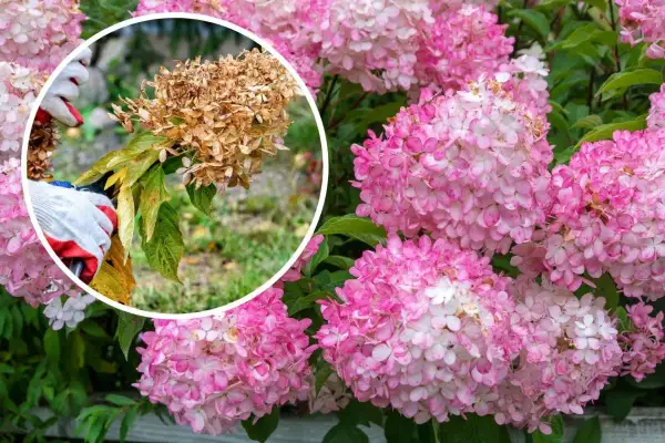 Här beskärs en hortensia. En hand med handske håller en sekatör mot en vissnad blomställning, medan friska rosa blommor syns i bakgrunden.