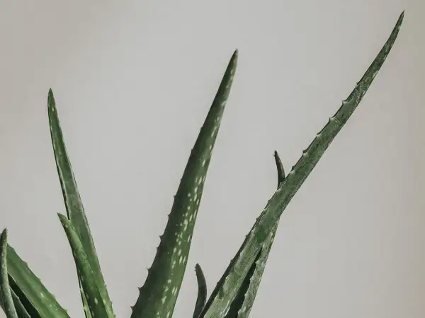 Gröna, taggiga blad från en aloe vera-växt mot en ljus bakgrund. En vacker aloe vera blomma som växer.