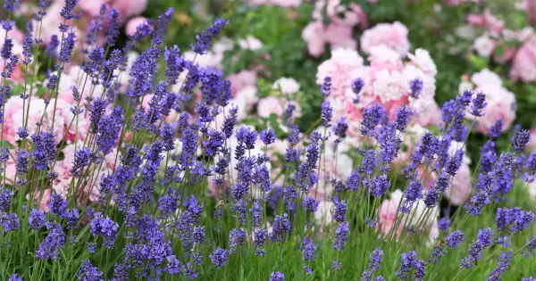 Vacker rabatt med lila lavendel och rosa rosor. En bi surrar bland lavendelblommorna, redo att plantera lavendel i rabatt.