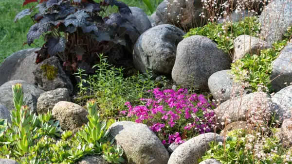 En stenpartiträdgård med gammaldags perenner som taklök, purpurblad och rosa blommor.
