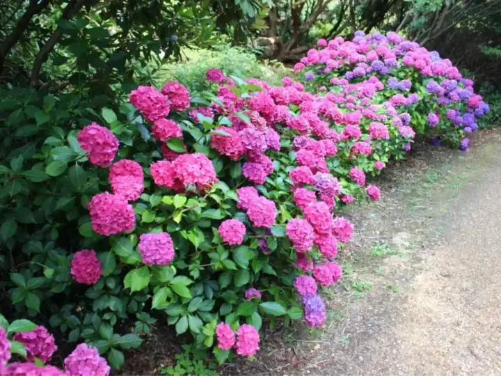 Tåliga blommor utomhus i rosa och lila nyanser kantar en grusgång.