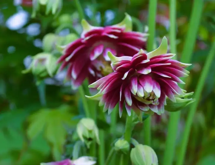 Två vackra akleja blommor i mörklila och vitt, med gröna stjälkar och blad i bakgrunden.