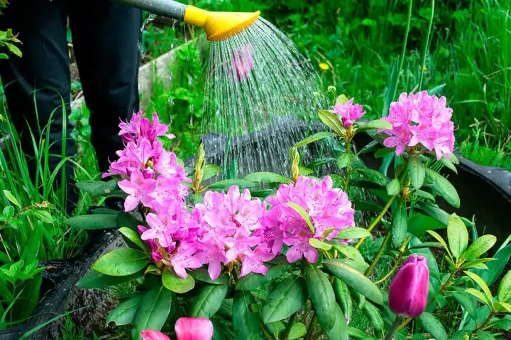 Vattning av vackra rosa rhododendronblommor. En person vattnar sina nyplanterade rhododendron i trädgården.